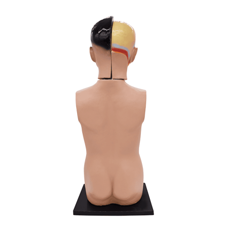 Модель «Торс человека», 65 см